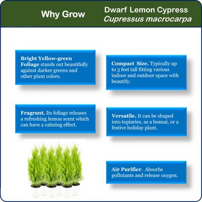 6-PK Live Dwarf Lemon Cypress, Cupressus macrocarpa ‘Goldcrest Wilma,’ Live Indoor Tree, Houseplant, Garden Plant, Fragrant Plant, 4.5-in Pots