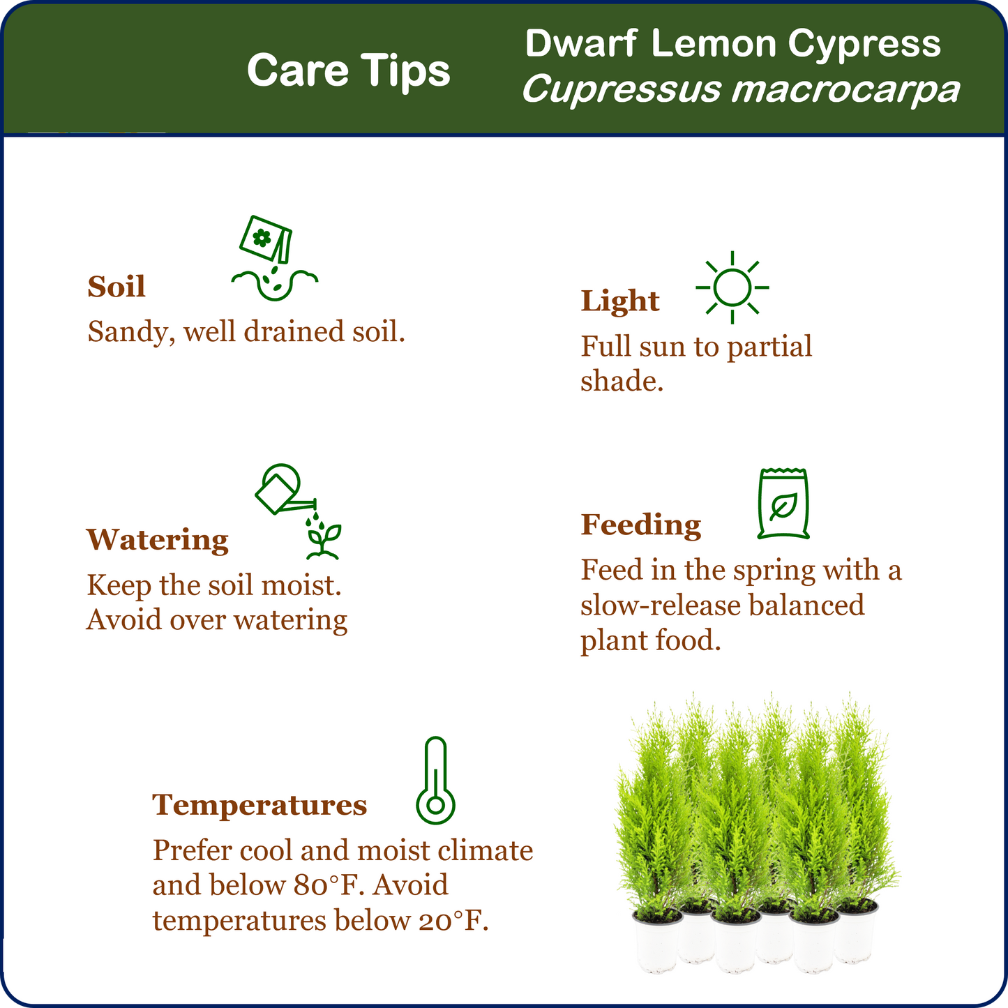 6-PK Live Dwarf Lemon Cypress, Cupressus macrocarpa ‘Goldcrest Wilma,’ Live Indoor Tree, Houseplant, Garden Plant, Fragrant Plant, 4.5-in Pots