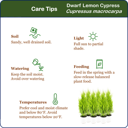 6-PK Live Dwarf Lemon Cypress, Cupressus macrocarpa ‘Goldcrest Wilma,’ Live Indoor Tree, Houseplant, Garden Plant, Fragrant Plant, 4.5-in Pots