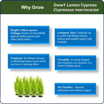 8-PK Live Dwarf Lemon Cypress, Cupressus macrocarpa ‘Goldcrest Wilma,’ Live Indoor Tree, Houseplant, Garden Plant, Fragrant Plant, 4.5-in Pots