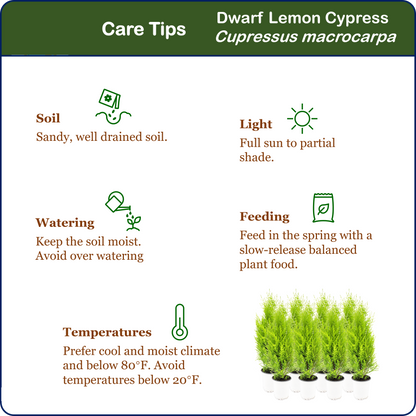 8-PK Live Dwarf Lemon Cypress, Cupressus macrocarpa ‘Goldcrest Wilma,’ Live Indoor Tree, Houseplant, Garden Plant, Fragrant Plant, 4.5-in Pots