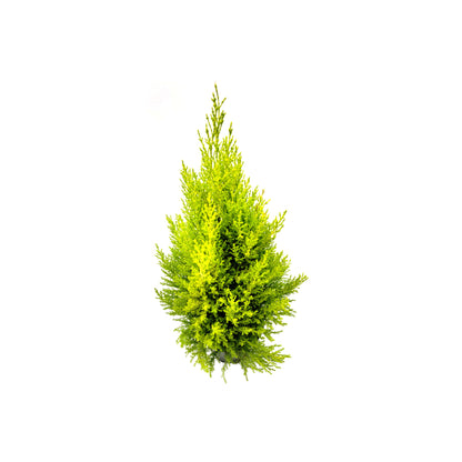 Live Dwarf Lemon Cypress, Cupressus macrocarpa ‘Goldcrest Wilma,’ Live Indoor Tree, Houseplant, Garden Plant, Fragrant Plant, 6-in Pot