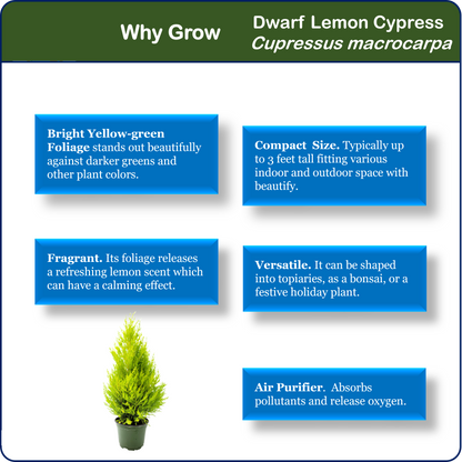Live Dwarf Lemon Cypress, Cupressus macrocarpa ‘Goldcrest Wilma,’ Live Indoor Tree, Houseplant, Garden Plant, Fragrant Plant, 6-in Pot