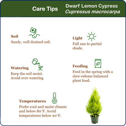 Live Dwarf Lemon Cypress, Cupressus macrocarpa ‘Goldcrest Wilma,’ Live Indoor Tree, Houseplant, Garden Plant, Fragrant Plant, 6-in Pot