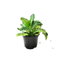 Load image into Gallery viewer, 2.5&quot; Young Mother of Thousands Plants, Kalanchoe laetivirens, Succulent – If You Have One, You Have Thousands
