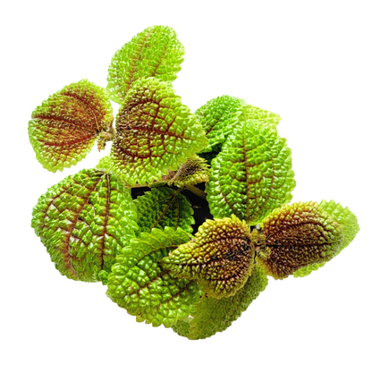 2-PK of Moon Valley Pilea (2 Count) – Textured Foliage Houseplant for Indoor Decor & Easy Care, 3-Inch Pot, Pet Safe
