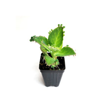 Load image into Gallery viewer, 2.5&quot; Young Mother of Thousands Plants, Kalanchoe laetivirens, Succulent – If You Have One, You Have Thousands
