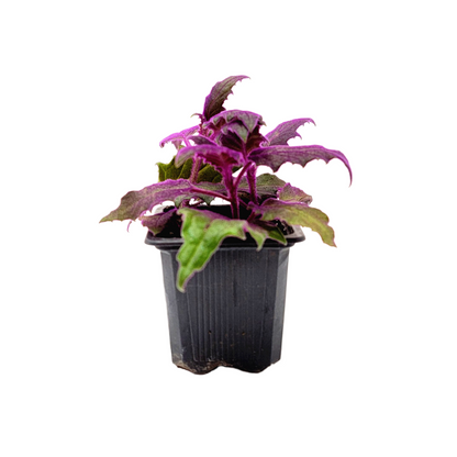 Purple Passion Plant, Gynura aurantiaca in 3-inch Pot, Fuzzy Purple Indoor Houseplant, Pet Safe