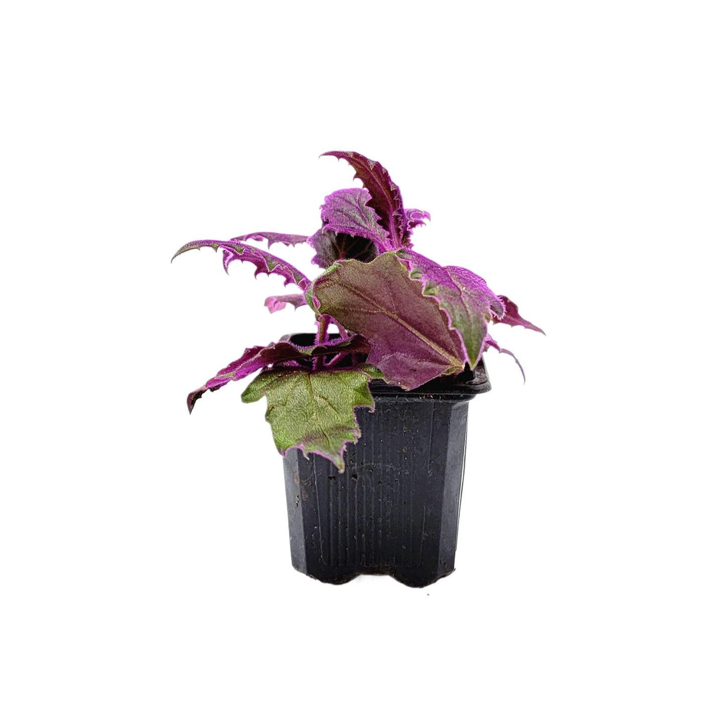 Purple Passion Plant, Gynura aurantiaca in 3-inch Pot, Fuzzy Purple Indoor Houseplant, Pet Safe