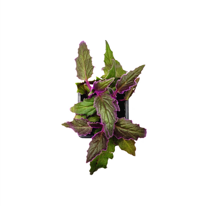 Purple Passion Plant, Gynura aurantiaca in 3-inch Pot, Fuzzy Purple Indoor Houseplant, Pet Safe