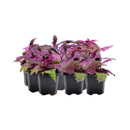 purple fuzzy house plant 10-PK of Purple Passion Plant (10 Counts), Gynura aurantiaca, 3-inch Pot, Fuzzy Purple Indoor Houseplant, Pet Safe