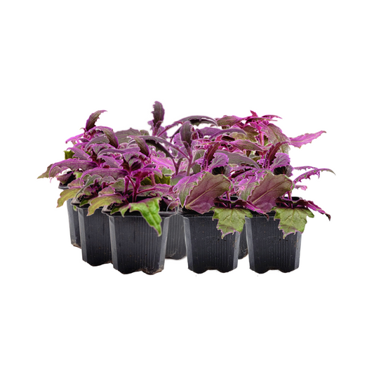 10-PK of Purple Passion Plant (10 Counts), Gynura aurantiaca, 3-inch Pot, Fuzzy Purple Indoor Houseplant, Pet Safe