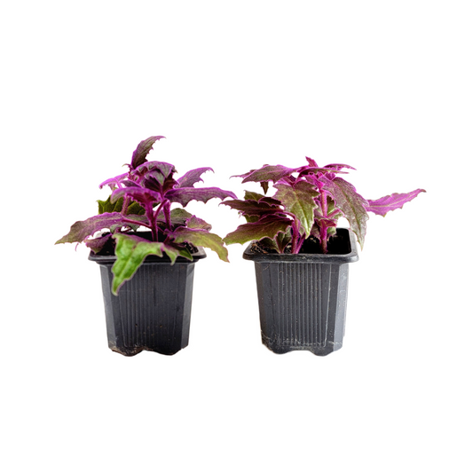 2-PK of Purple Passion Plant (2 Counts), Gynura aurantiaca, 3-inch Pot, Fuzzy Purple Indoor Houseplant, Pet Safe