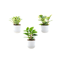 Load image into Gallery viewer, Three varieties of Peperomia obtusifolia, Baby Rubber Plant, Live Indoor houseplants, Air Purifier, Nontoxic to Humans and Pets, Foliage Plant, Succulent - 4” Décor Pots
