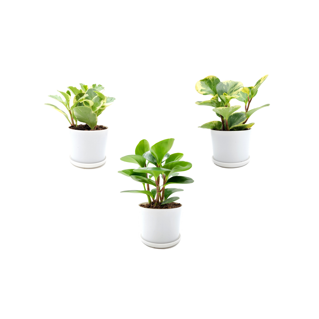 Three varieties of Peperomia obtusifolia, Baby Rubber Plant, Live Indoor houseplants, Air Purifier, Nontoxic to Humans and Pets, Foliage Plant, Succulent - 4” Décor Pots