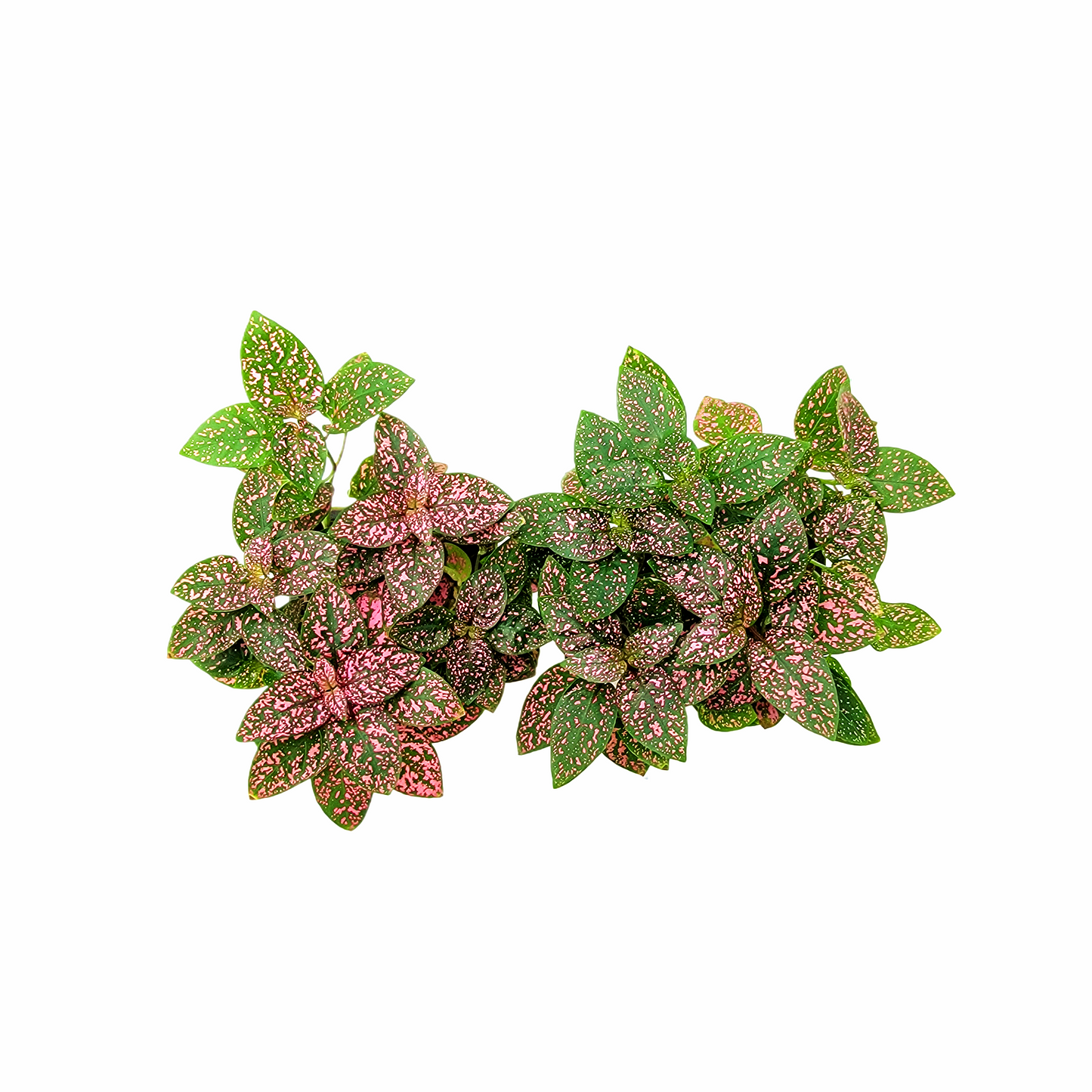 2-PK of Polka Dot Plants (2 Count), Hypoestes phyllostachya, 3-inch Pots, Colorful Indoor Houseplant with Pink and Green Foliage for Low Light Spaces