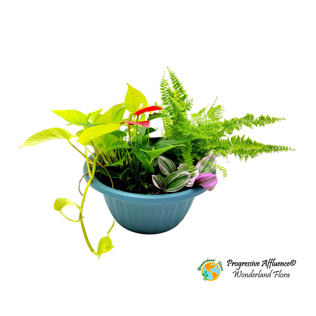 Plant Arrangement - Progressive Affluence