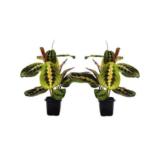 10-PK of Prayer Plant Red Maranta (10 Count) – Colorful Foliage Houseplant in 3-inch Pots for Indoor Plant Collection, Pet Safe