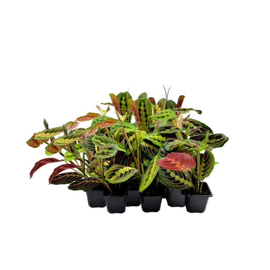 10-PK of Prayer Plant Red Maranta (10 Count) – Colorful Foliage Houseplant in 3-inch Pots for Indoor Plant Collection, Pet Safe