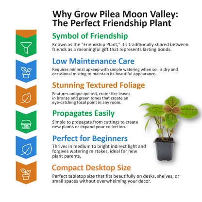 3-Inch Moon Valley Pilea (Pilea mollis) - Textured Foliage Houseplant for Indoor Decor & Easy Care