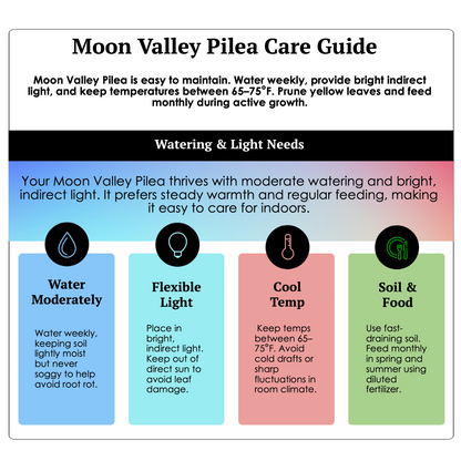 2-PK of Moon Valley Pilea (2 Count) – Textured Foliage Houseplant for Indoor Decor & Easy Care, 3-Inch Pot, Pet Safe
