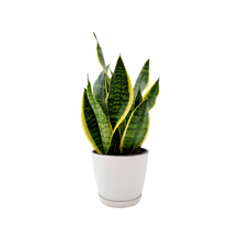Load image into Gallery viewer, Snake Plant, Variety of Laurentii, Beautiful Foliage, Low Maintenance, Ability to Stay with Low Light, Air Cleaner, Converts CO2 to Oxygen in the Dark, Excellent for Bedrooms, 6” Décor Pot
