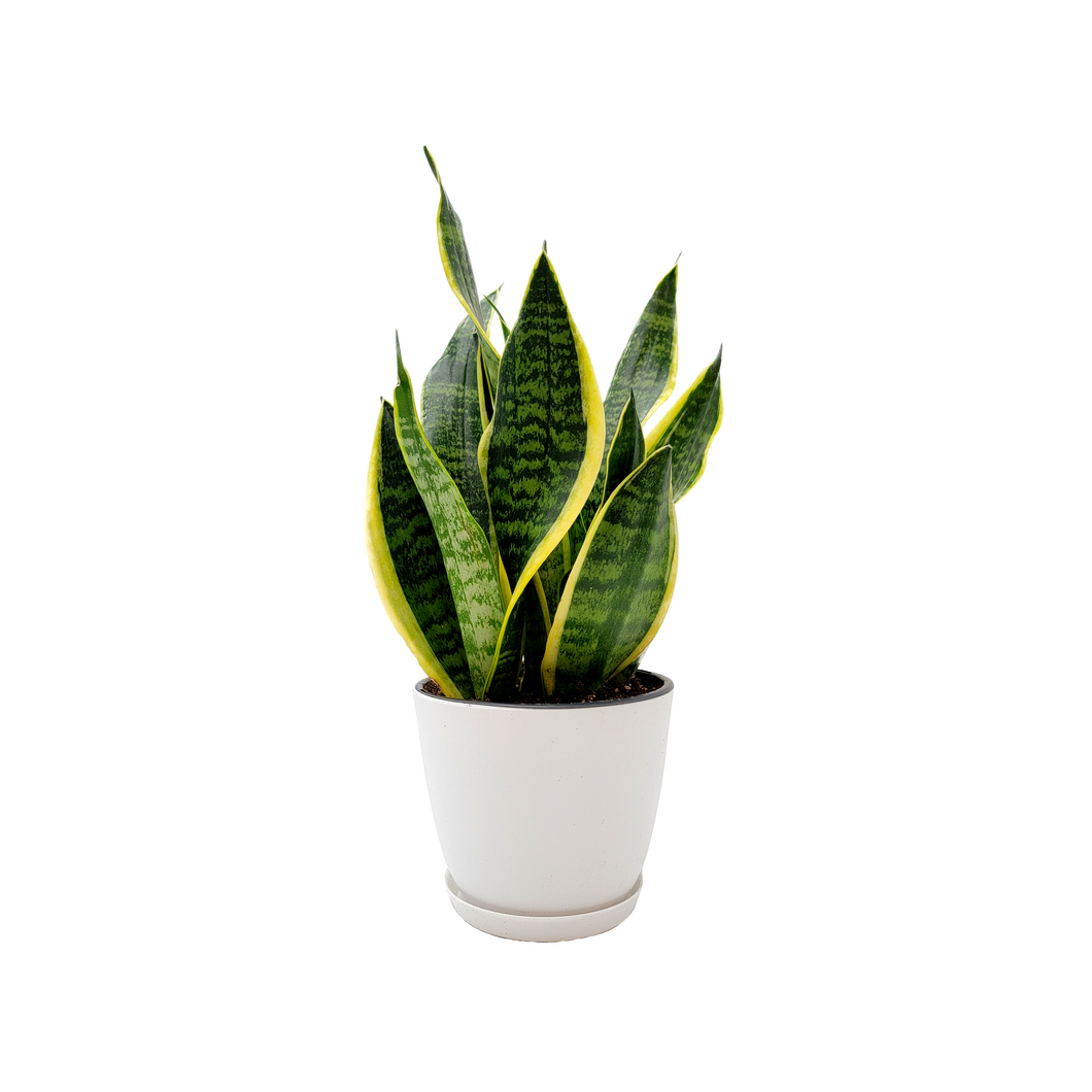 Snake Plant, Variety of Laurentii, Beautiful Foliage, Low Maintenance, Ability to Stay with Low Light, Air Cleaner, Converts CO2 to Oxygen in the Dark, Excellent for Bedrooms, 6” Décor Pot