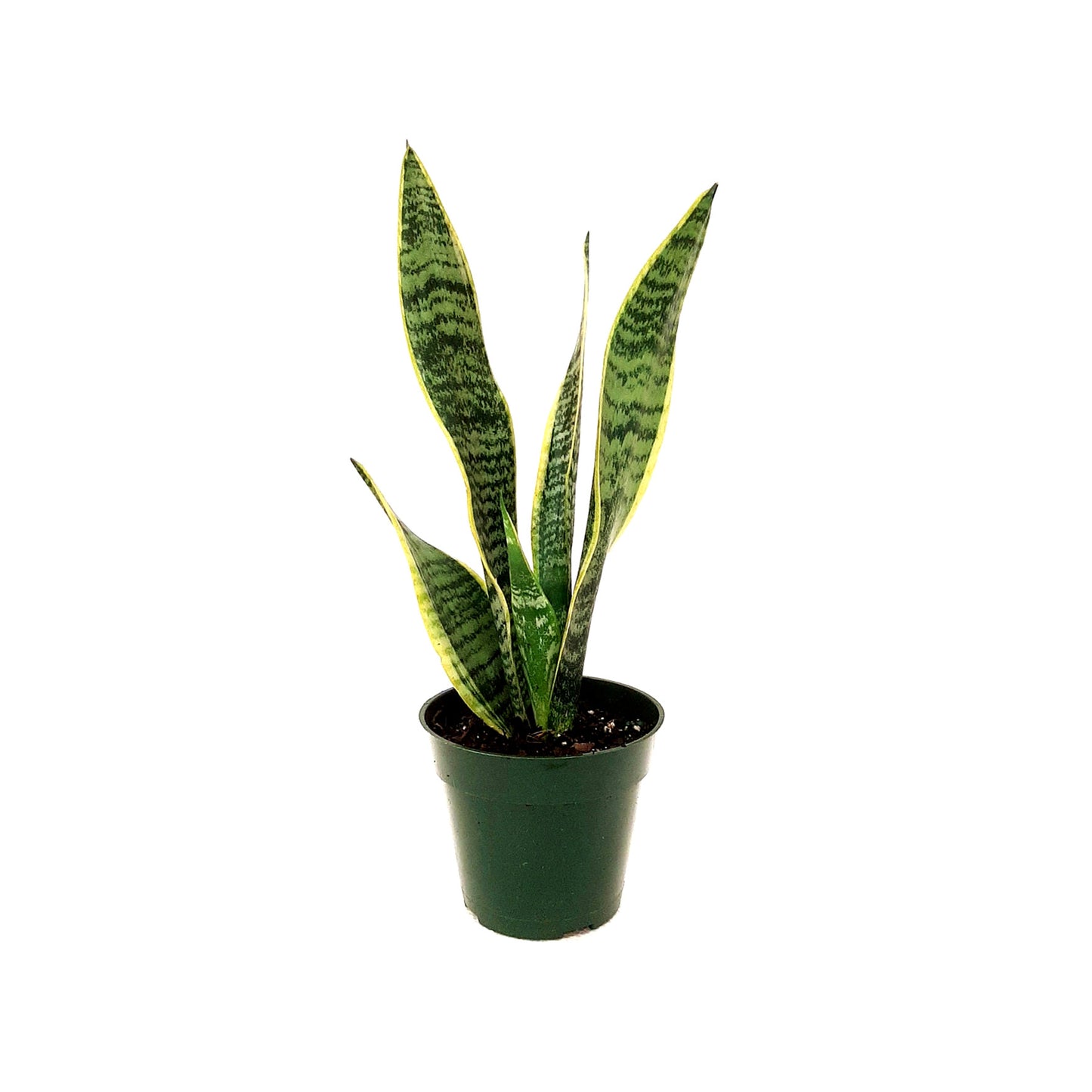 4“-Pot of  Snake Plant, Sansevieria Laurentii, Bird’s Nest Plant - Houseplants, Succulents, Low Maintenance, Air Purifier, Allergy Relief