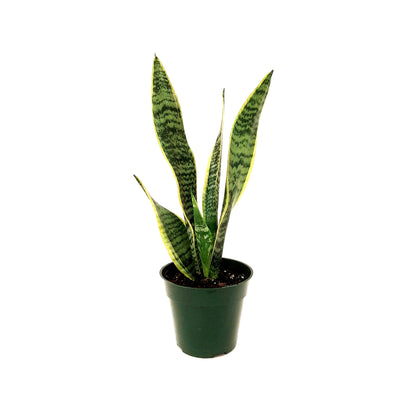 4“-Pot of  Snake Plant, Sansevieria Laurentii, Bird’s Nest Plant - Houseplants, Succulents, Low Maintenance, Air Purifier, Allergy Relief