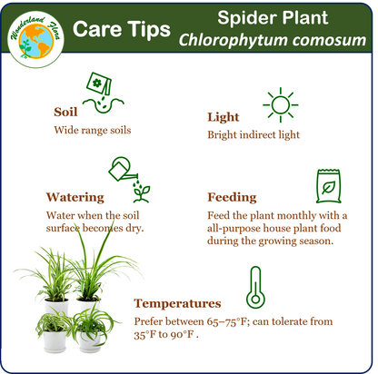 care instructions for a spider plant 4PK Spider Plants in 4-inch Pots, Living Indoor Plant, Houseplant, Air – Wonderland Flora