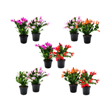 Load image into Gallery viewer, 2PK of 4”-pot Spring Cactus Color Collection, Rhipsalidopsis gaertneri, Easter Cactus, Houseplants, Flowering Plants, Live Indoor Houseplants, Indoor Gardening, Home Décor, Office Décor, Gifts
