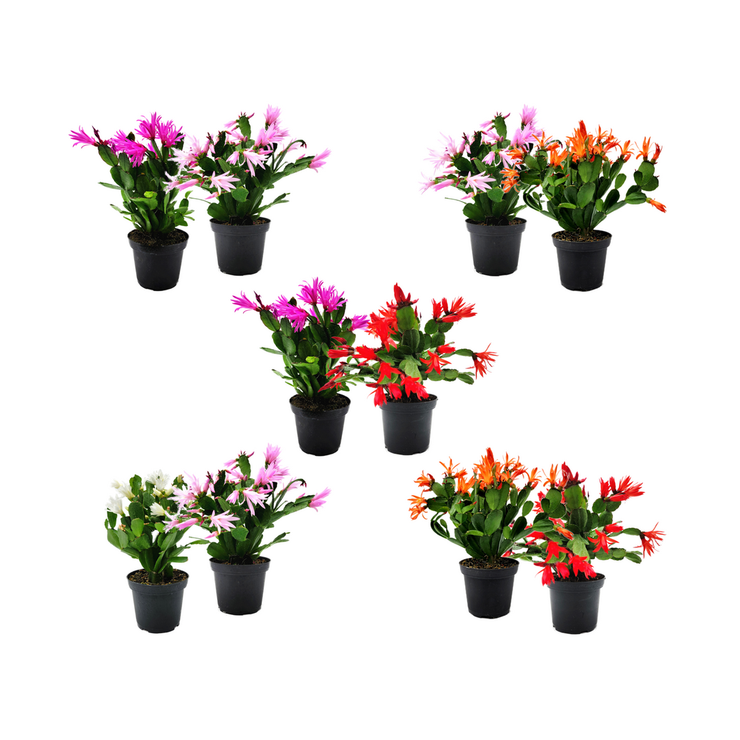 2PK of 4”-pot Spring Cactus Color Collection, Rhipsalidopsis gaertneri, Easter Cactus, Houseplants, Flowering Plants, Live Indoor Houseplants, Indoor Gardening, Home Décor, Office Décor, Gifts