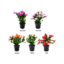 Load image into Gallery viewer, 5PK 4”-pot Spring Cactus Color Collection, Rhipsalidopsis gaertneri, Easter Cactus, Houseplants, Flowering Plants, Live Indoor Houseplants, Indoor Gardening, Home Décor, Office Décor, Gifts
