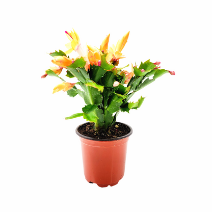 Thanksgiving Cactus, Live Houseplant, Flowering Indoor Plant, Seasonal Peach Flowers, Christmas Cactus, 4” Pot, Free Heat Pack