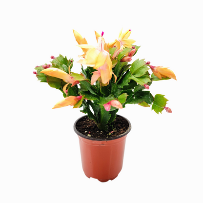 Thanksgiving Cactus, Live Houseplant, Flowering Indoor Plant, Seasonal Peach Flowers, Christmas Cactus, 4” Pot, Free Heat Pack