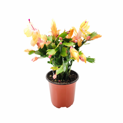 Thanksgiving Cactus, Live Houseplant, Flowering Indoor Plant, Seasonal Peach Flowers, Christmas Cactus, 4” Pot, Free Heat Pack