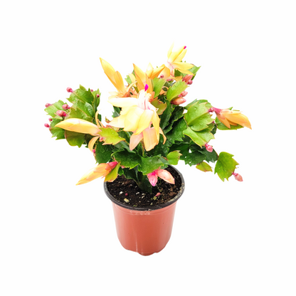 Thanksgiving Cactus, Live Houseplant, Flowering Indoor Plant, Seasonal Peach Flowers, Christmas Cactus, 4” Pot, Free Heat Pack
