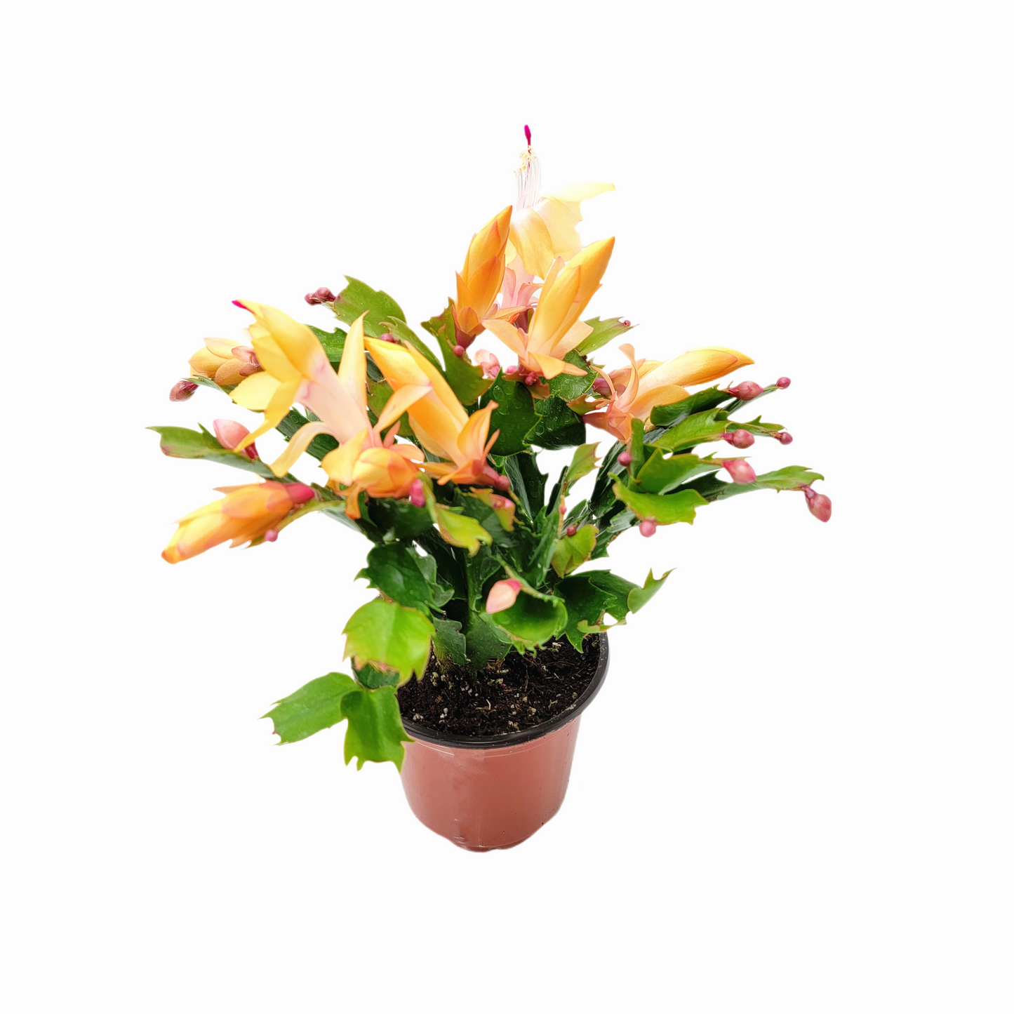 Thanksgiving Cactus, Live Houseplant, Flowering Indoor Plant, Seasonal Peach Flowers, Christmas Cactus, 4” Pot, Free Heat Pack