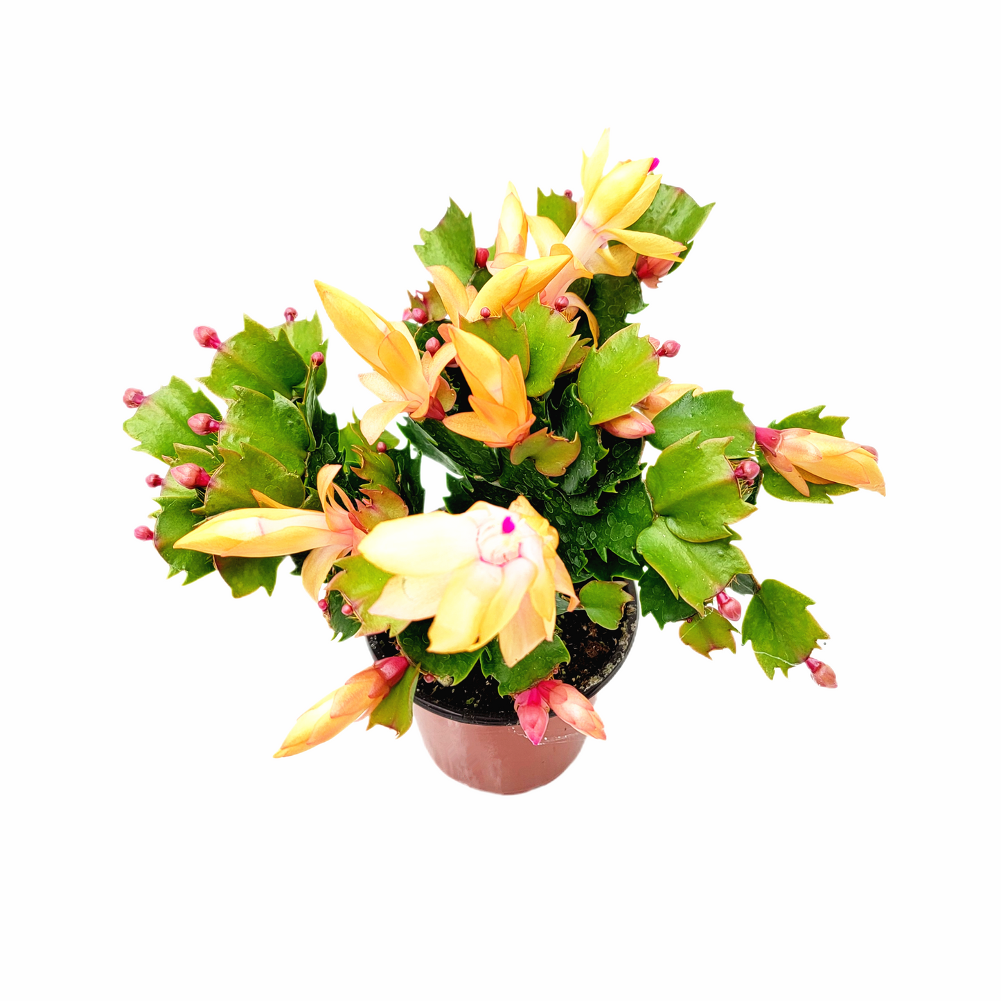 Thanksgiving Cactus, Live Houseplant, Flowering Indoor Plant, Seasonal Peach Flowers, Christmas Cactus, 4” Pot, Free Heat Pack