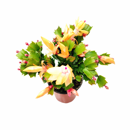 Thanksgiving Cactus, Live Houseplant, Flowering Indoor Plant, Seasonal Peach Flowers, Christmas Cactus, 4” Pot, Free Heat Pack