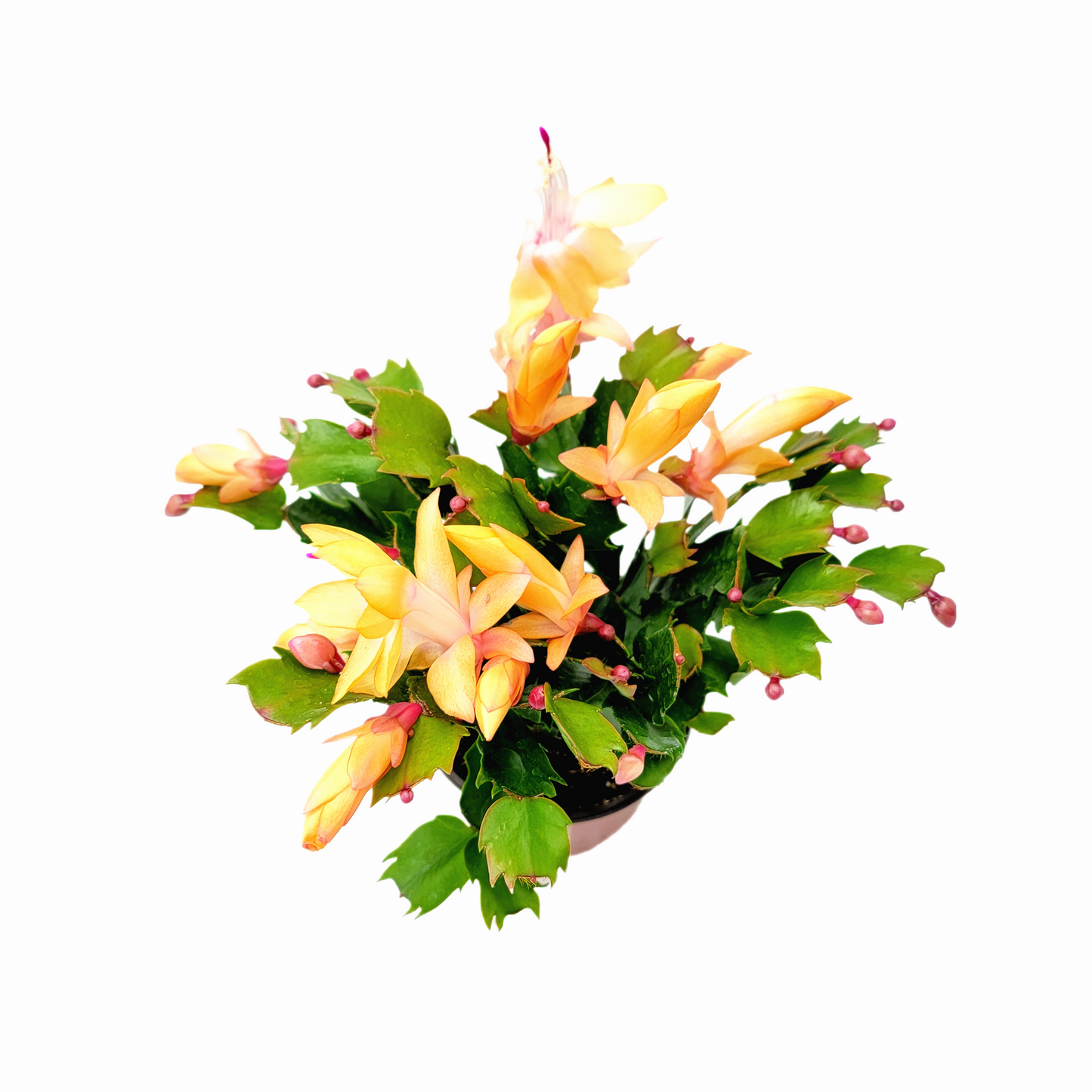 Thanksgiving Cactus, Live Houseplant, Flowering Indoor Plant, Seasonal Peach Flowers, Christmas Cactus, 4” Pot, Free Heat Pack