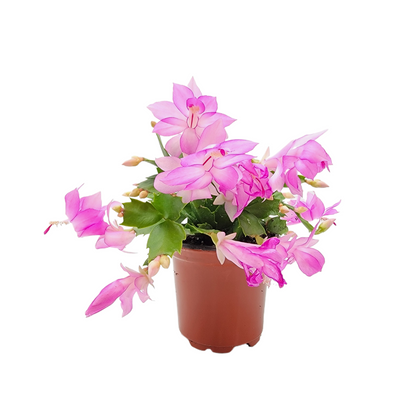 Thanksgiving Cactus, Live Houseplant, Flowering Indoor Plant, Seasonal Pink Flowers, Christmas Cactus, 4” Pot, Free Heat Pack