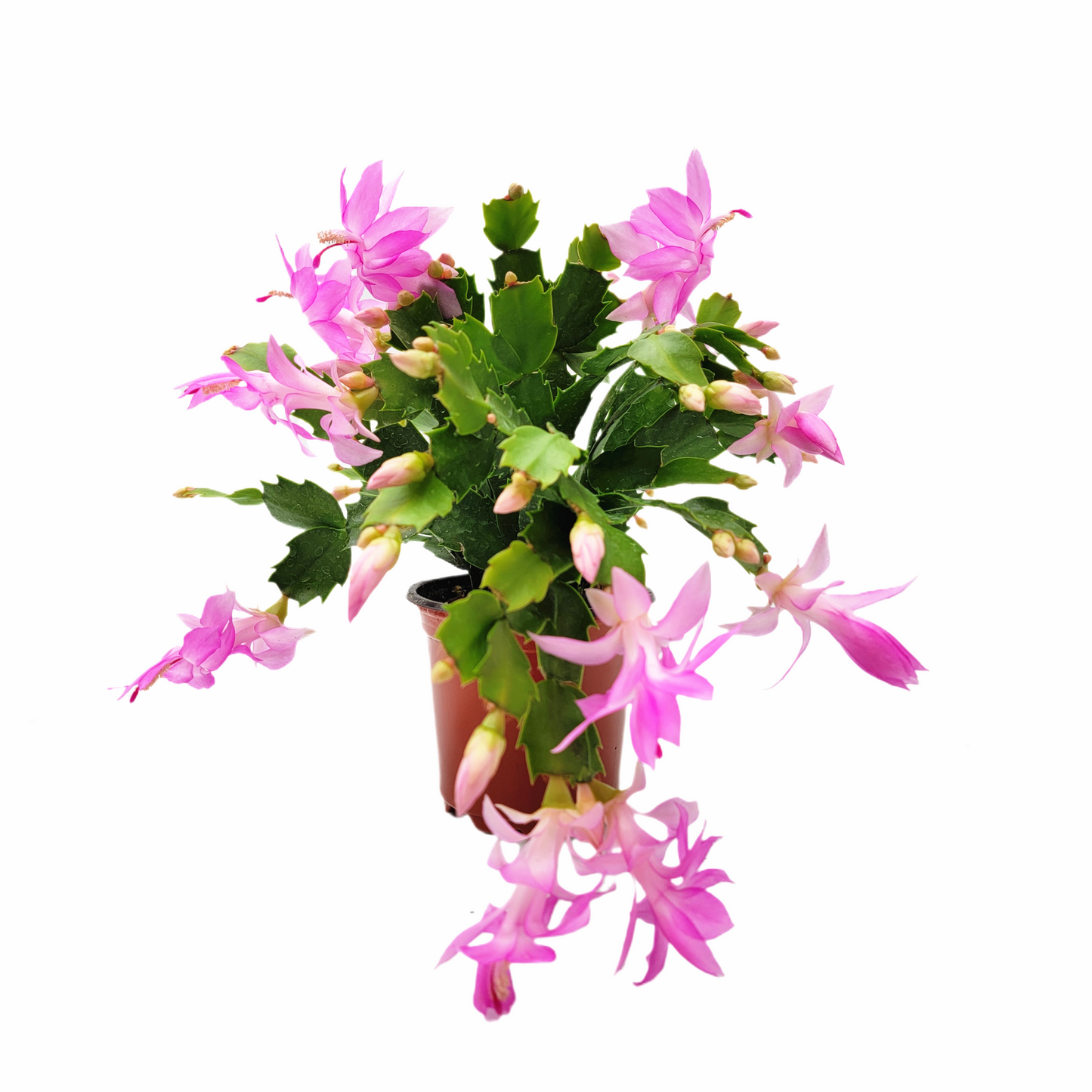 Thanksgiving Cactus, Live Houseplant, Flowering Indoor Plant, Seasonal Pink Flowers, Christmas Cactus, 4” Pot, Free Heat Pack