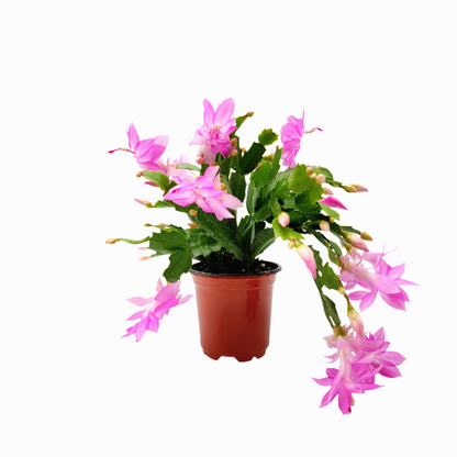 Thanksgiving Cactus, Live Houseplant, Flowering Indoor Plant, Seasonal Pink Flowers, Christmas Cactus, 4” Pot, Free Heat Pack
