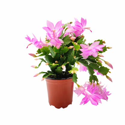 Thanksgiving Cactus, Live Houseplant, Flowering Indoor Plant, Seasonal Pink Flowers, Christmas Cactus, 4” Pot, Free Heat Pack