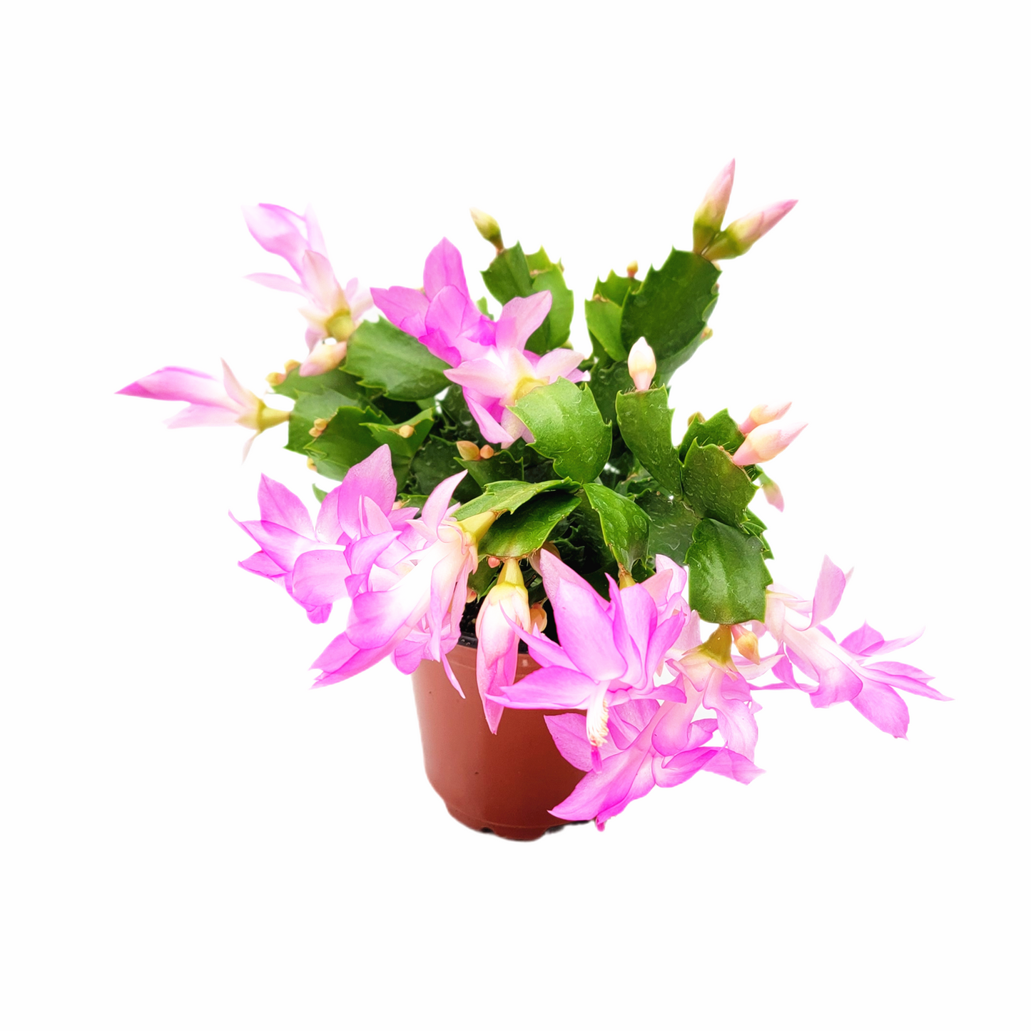Thanksgiving Cactus, Live Houseplant, Flowering Indoor Plant, Seasonal Pink Flowers, Christmas Cactus, 4” Pot, Free Heat Pack