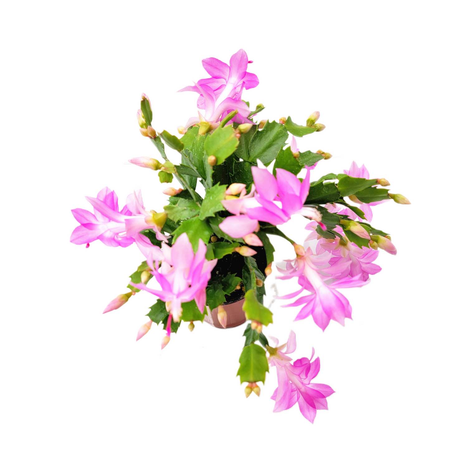 Thanksgiving Cactus, Live Houseplant, Flowering Indoor Plant, Seasonal Pink Flowers, Christmas Cactus, 4” Pot, Free Heat Pack