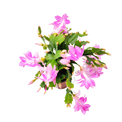 Thanksgiving Cactus, Live Houseplant, Flowering Indoor Plant, Seasonal Pink Flowers, Christmas Cactus, 4” Pot, Free Heat Pack