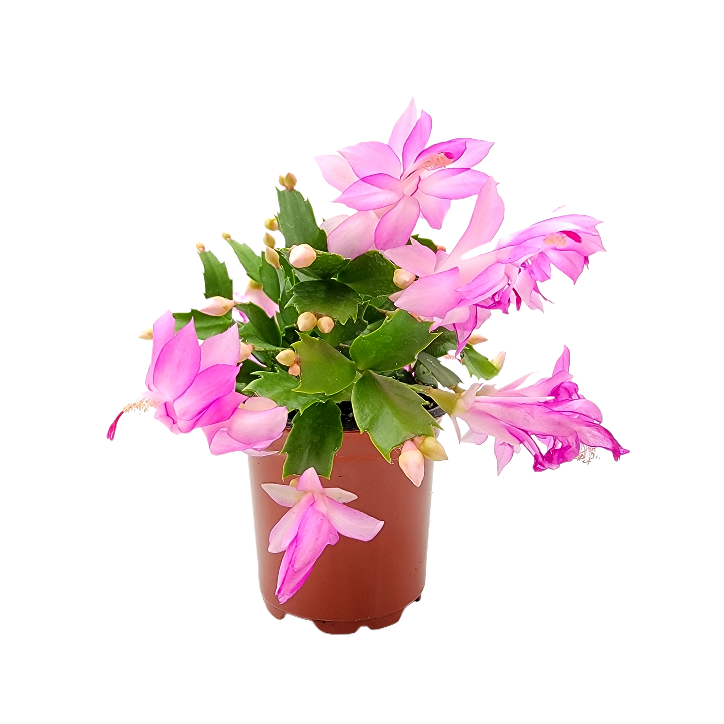 Thanksgiving Cactus, Live Houseplant, Flowering Indoor Plant, Seasonal Pink Flowers, Christmas Cactus, 4” Pot, Free Heat Pack