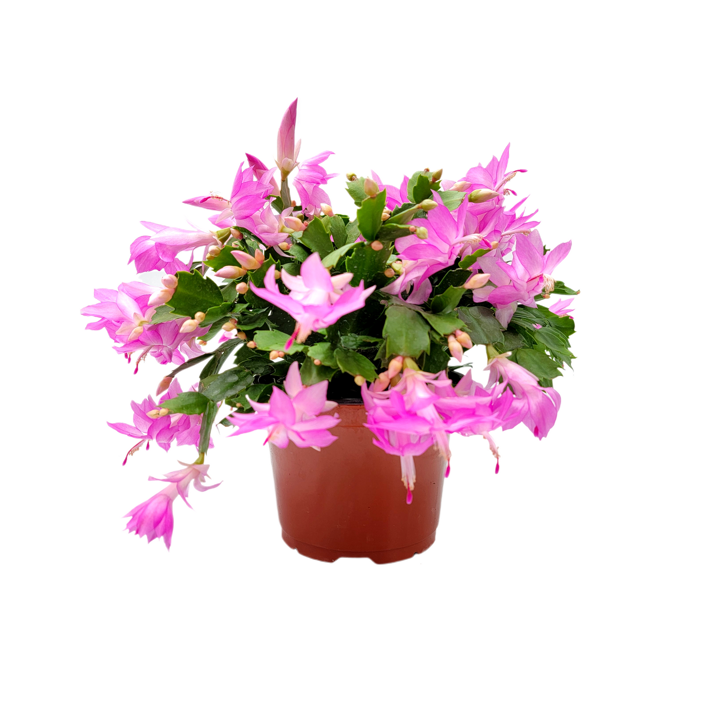 Thanksgiving Cactus, Live Houseplant, Flowering Indoor Plant, Seasonal Pink Flowers, Christmas Cactus, 6” Pot